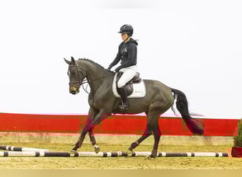 Zangersheider, Mare, 5 years, 16 hh, Bay-Dark
