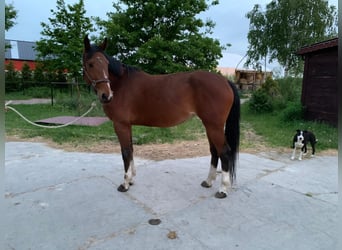 Zangersheider, Mare, 5 years, 16 hh, Bay