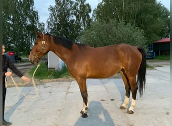 Zangersheider, Mare, 5 years, 16 hh, Bay