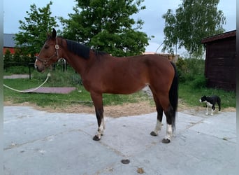 Zangersheider, Mare, 5 years, 16 hh, Bay