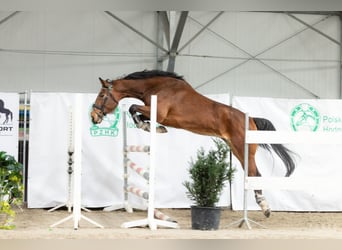 Zangersheider, Mare, 5 years, 16 hh, Bay