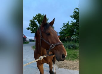 Zangersheider, Mare, 5 years, 16 hh, Bay