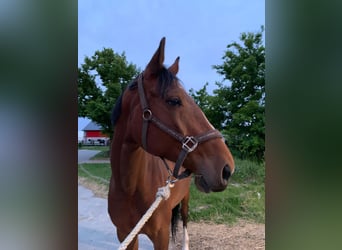 Zangersheider, Mare, 5 years, 16 hh, Bay
