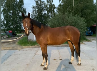 Zangersheider, Mare, 5 years, 16 hh, Bay