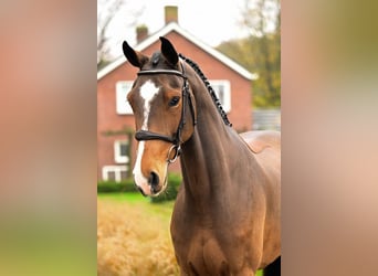 Zangersheider, Stute, 5 Jahre, 16 hh, Brauner