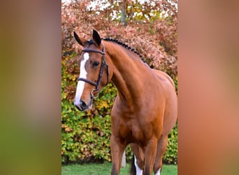 Zangersheider, Mare, 5 years, 16 hh, Brown
