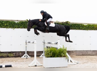 Zangersheider, Mare, 5 years, 16 hh, Brown