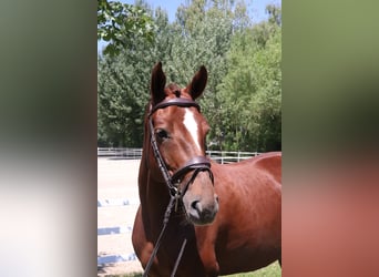 Zangersheider, Mare, 5 years, 16 hh, Chestnut-Red