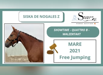 Zangersheider, Mare, 5 years, 16 hh, Chestnut-Red