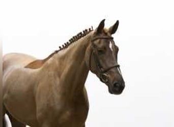 Zangersheider, Mare, 5 years, 16 hh, Chestnut-Red