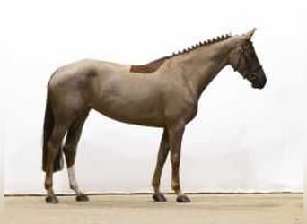 Zangersheider, Mare, 5 years, 16 hh, Chestnut-Red