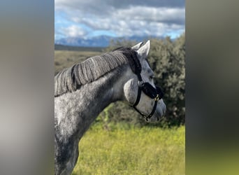 Zangersheider, Mare, 5 years, 16 hh, Gray