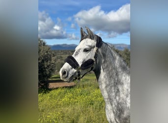 Zangersheider, Mare, 5 years, 16 hh, Gray