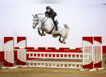 Zangersheider, Mare, 5 years, 16 hh, Gray