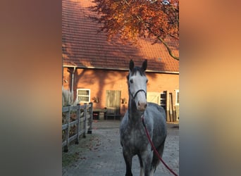 Zangersheider, Mare, 5 years, 16 hh, Grey-Dapple