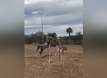 Zangersheider, Mare, 5 years, 16 hh, Grey