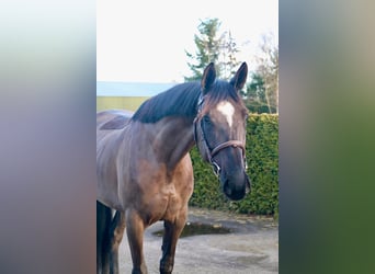 Zangersheider, Mare, 5 years, 16,1 hh, Black