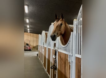 Zangersheider, Mare, 5 years, 16,1 hh, Brown