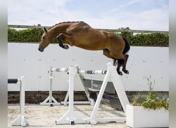 Zangersheider, Mare, 5 years, 16,1 hh, Brown
