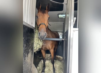 Zangersheider, Mare, 5 years, 16,1 hh, Brown