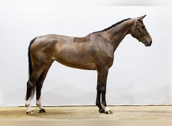 Zangersheider, Mare, 5 years, 16,1 hh, Brown
