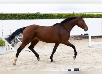 Zangersheider, Mare, 5 years, 16,1 hh, Brown Zangersheider, Mare, 5 years, 16,1 hh, Brown