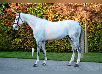 Zangersheider, Mare, 5 years, 16,1 hh, Grey