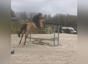 Zangersheider, Mare, 5 years, 16,1 hh