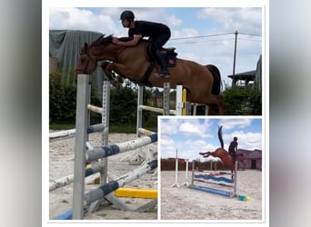 Zangersheider, Mare, 5 years, 16,1 hh