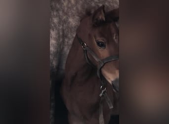 Zangersheider, Mare, 5 years, 16,1 hh