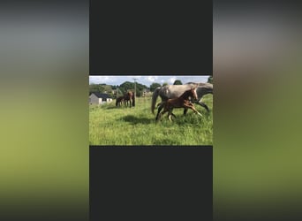 Zangersheider, Mare, 5 years, 16,1 hh