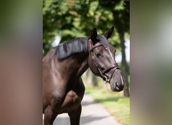 Zangersheider, Mare, 5 years, 16,1 hh, Smoky-Black
