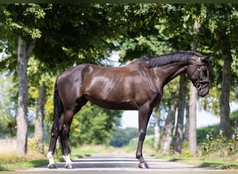 Zangersheider, Mare, 5 years, 16,1 hh, Smoky-Black
