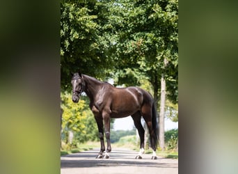 Zangersheider, Mare, 5 years, 16,1 hh, Smoky-Black
