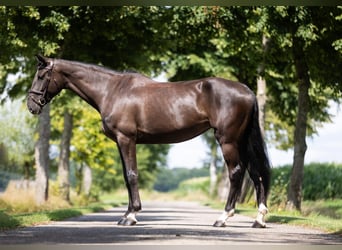 Zangersheider, Mare, 5 years, 16,1 hh, Smoky-Black