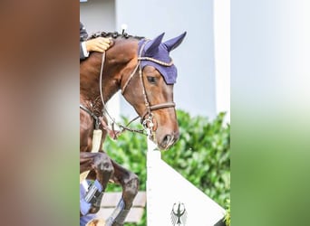 Zangersheider, Mare, 5 years, 16,2 hh, Bay-Dark