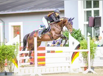 Zangersheider, Mare, 5 years, 16,2 hh, Bay-Dark