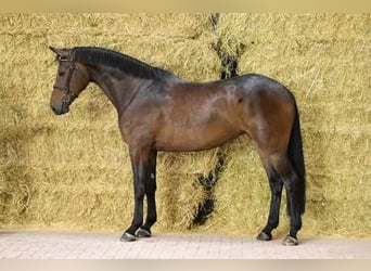 Zangersheider, Mare, 5 years, 16,2 hh, Bay