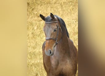Zangersheider, Mare, 5 years, 16,2 hh, Bay