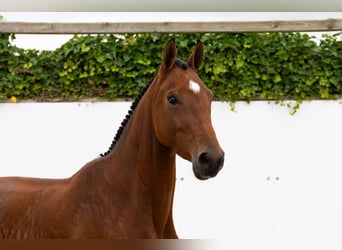 Zangersheider, Mare, 5 years, 16,2 hh, Brown