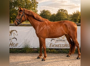 Zangersheider, Mare, 5 years, 16,2 hh, Chestnut-Red