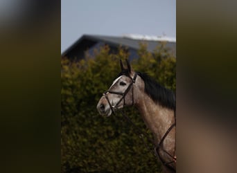 Zangersheider, Mare, 5 years, 16,2 hh
