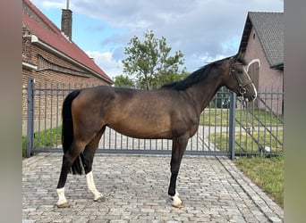 Zangersheider, Mare, 5 years, 16,2 hh, Smoky-Black