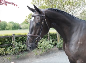 Zangersheider, Mare, 5 years, 16,3 hh, Black