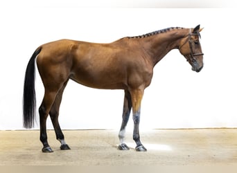 Zangersheider, Stute, 5 Jahre, 17,1 hh, Brauner