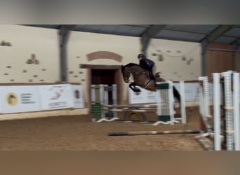 Zangersheider, Mare, 5 years, 17 hh, Bay