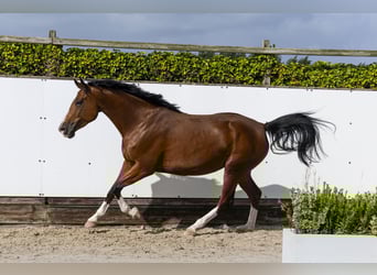 Zangersheider, Mare, 5 years, 17 hh, Brown
