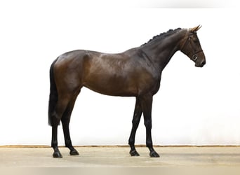 Zangersheider, Mare, 5 years, 17 hh, Brown