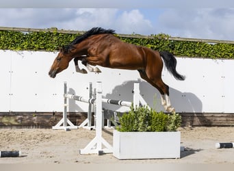 Zangersheider, Mare, 5 years, 17 hh, Brown
