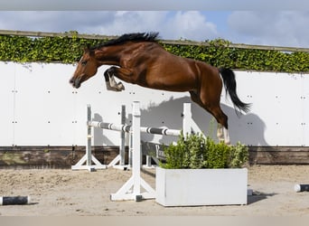 Zangersheider, Mare, 5 years, 17 hh, Brown
